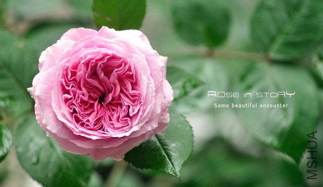 Forbidden Parfum6.jpg