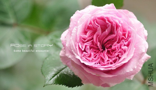 Forbidden Parfum7.jpg