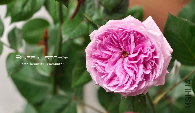 Forbidden Parfum8.jpg