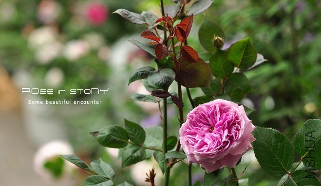 Forbidden Parfum9.jpg