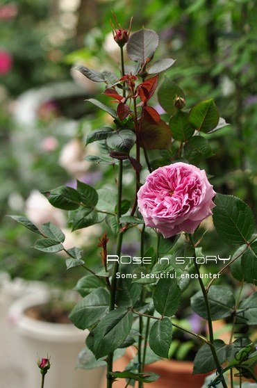 Forbidden Parfum10.jpg