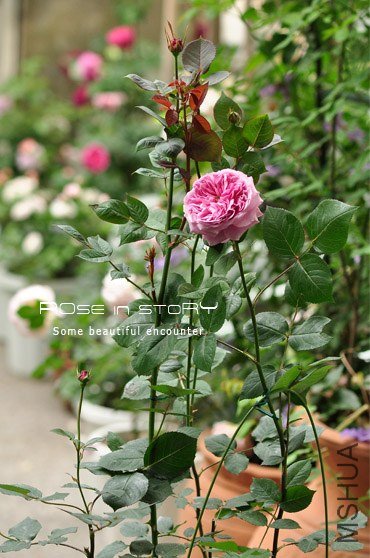 Forbidden Parfum11.jpg