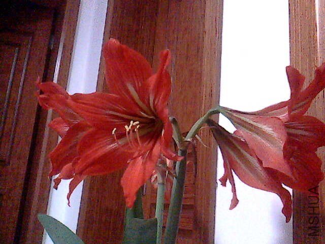 IMG0594A.jpg
