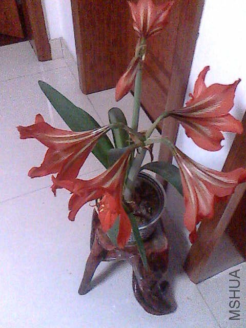 IMG0596A.jpg