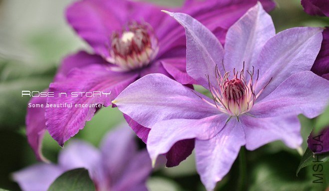 Dubysa �ǥ�ө`�� (1).jpg