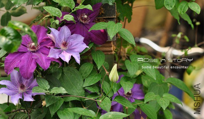 Dubysa �ǥ�ө`�� (2).jpg