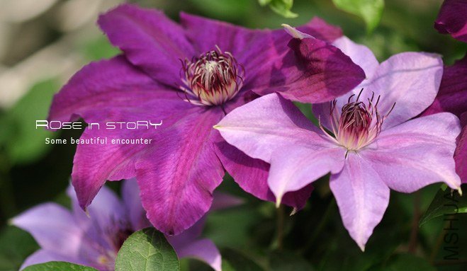 Dubysa �ǥ�ө`�� (3).jpg