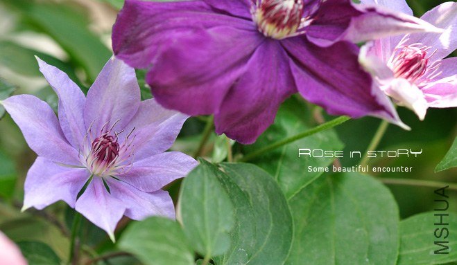 Dubysa �ǥ�ө`�� (4).jpg