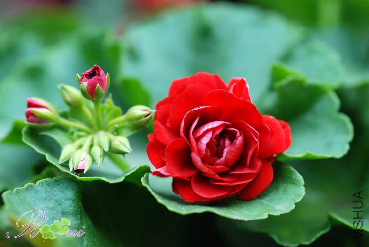 DSC_9278.jpg