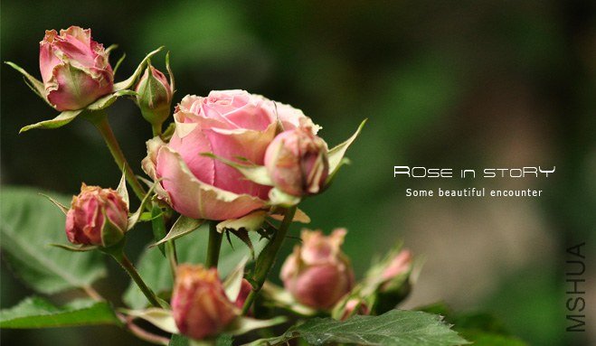 romantic eden 10.jpg