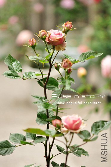 romantic eden 12.jpg