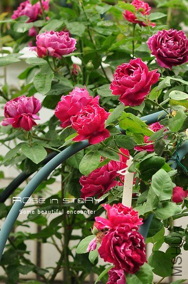 Baron Girod de l Ain (5).jpg