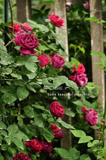 Baron Girod de l Ain (7).jpg