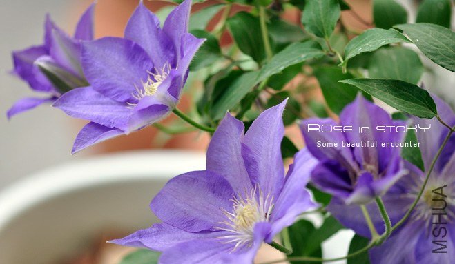 �ѩ`�ץ륷��ɩ` (2).jpg