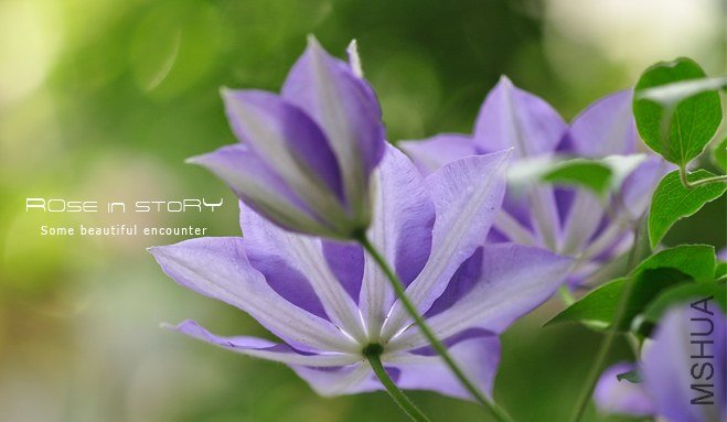 �ѩ`�ץ륷��ɩ` (4).jpg