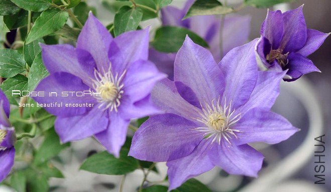 �ѩ`�ץ륷��ɩ` (5).jpg