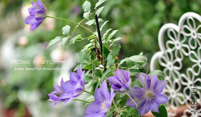 �ѩ`�ץ륷��ɩ` (3).jpg