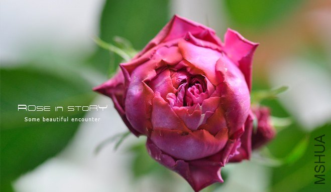 Noble de Parfum2.jpg