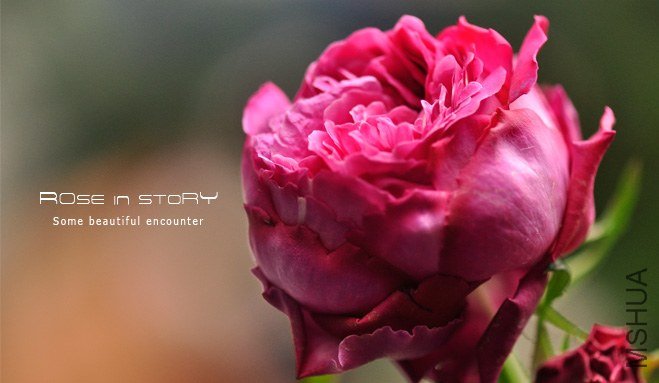 Noble de Parfum3.jpg