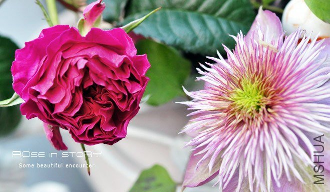 rose in story (707).jpg