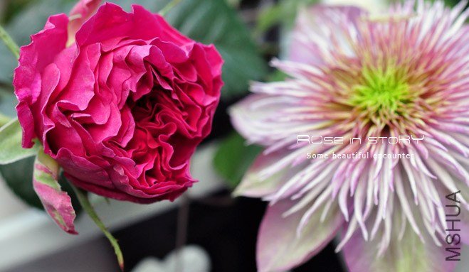 rose in story (708).jpg