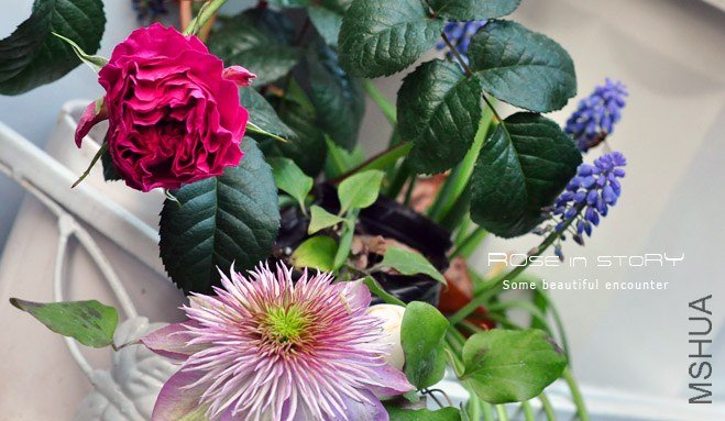 rose in story (709).jpg