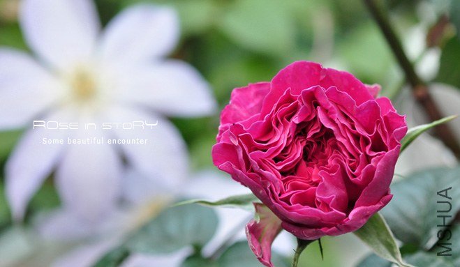 rose in story (713).jpg