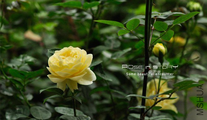 Mo**hine Ambridge Rose3.jpg