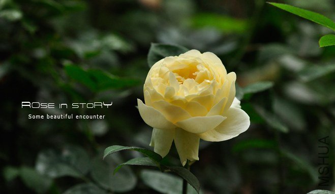 Mo**hine Ambridge Rose4.jpg