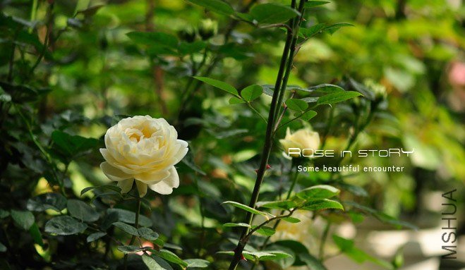 Mo**hine Ambridge Rose5.jpg