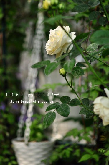 Mo**hine Ambridge Rose6.jpg