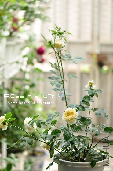 Mo**hine Ambridge Rose7.jpg