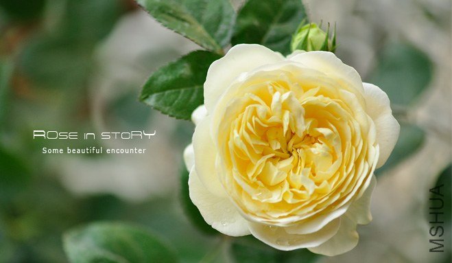 Mo**hine Ambridge Rose9.jpg