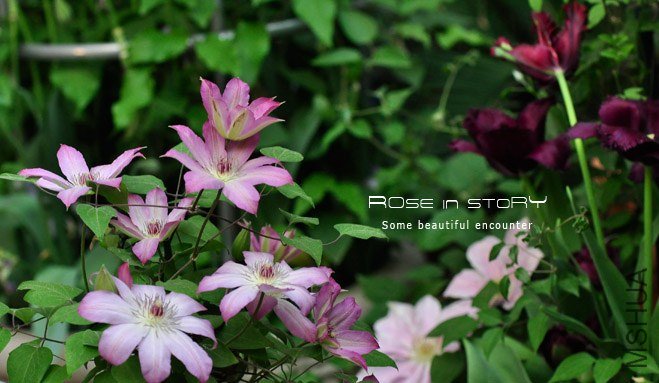 rose in story (714).jpg