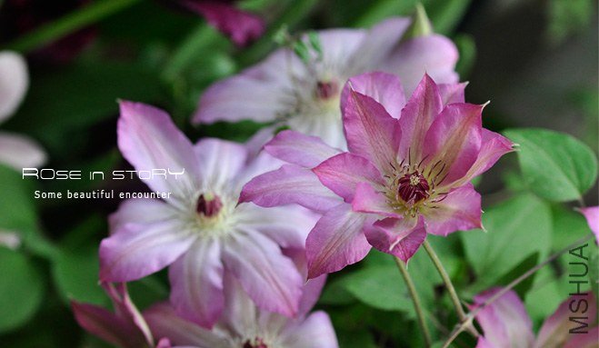 rose in story (715).jpg