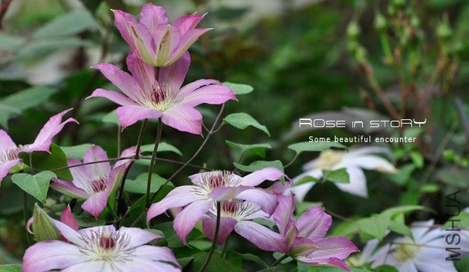 rose in story (716).jpg