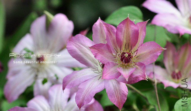 rose in story (718).jpg