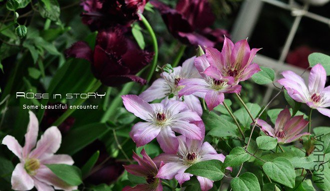 rose in story (719).jpg