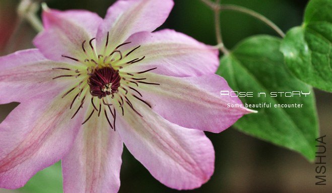 rose in story (720).jpg