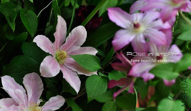 rose in story (721).jpg