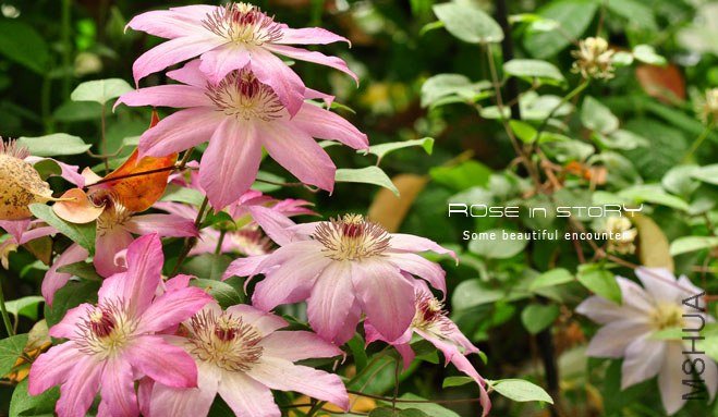 rose in story (761).jpg