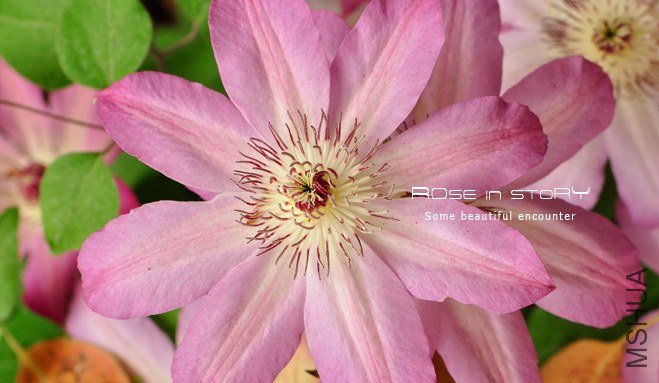 rose in story (762).jpg