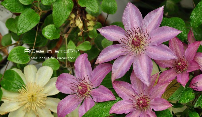 rose in story (759).jpg