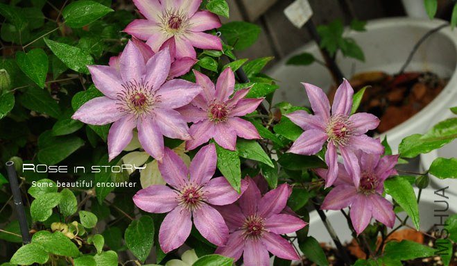 rose in story (760).jpg