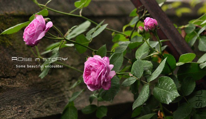 Rose Louise Odier 3.jpg