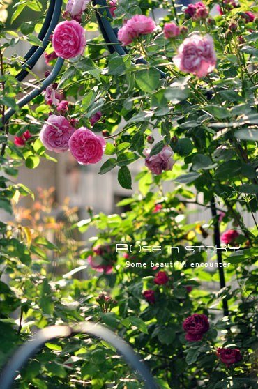 Rose Louise Odier 10.jpg