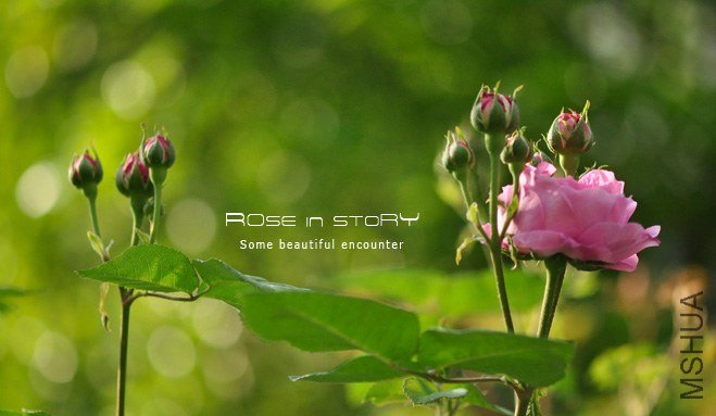 Rose Louise Odier .jpg