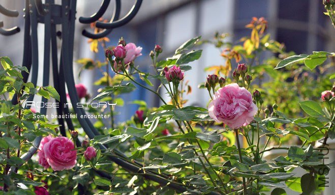 Rose Louise Odier 7.jpg