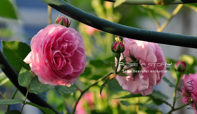 Rose Louise Odier 9.jpg