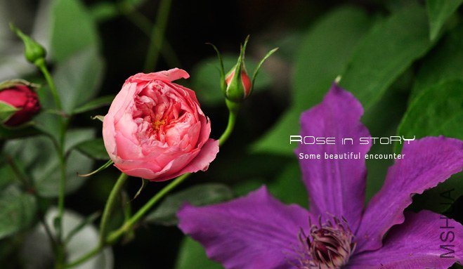 SummerHanabi ���ջ���.jpg